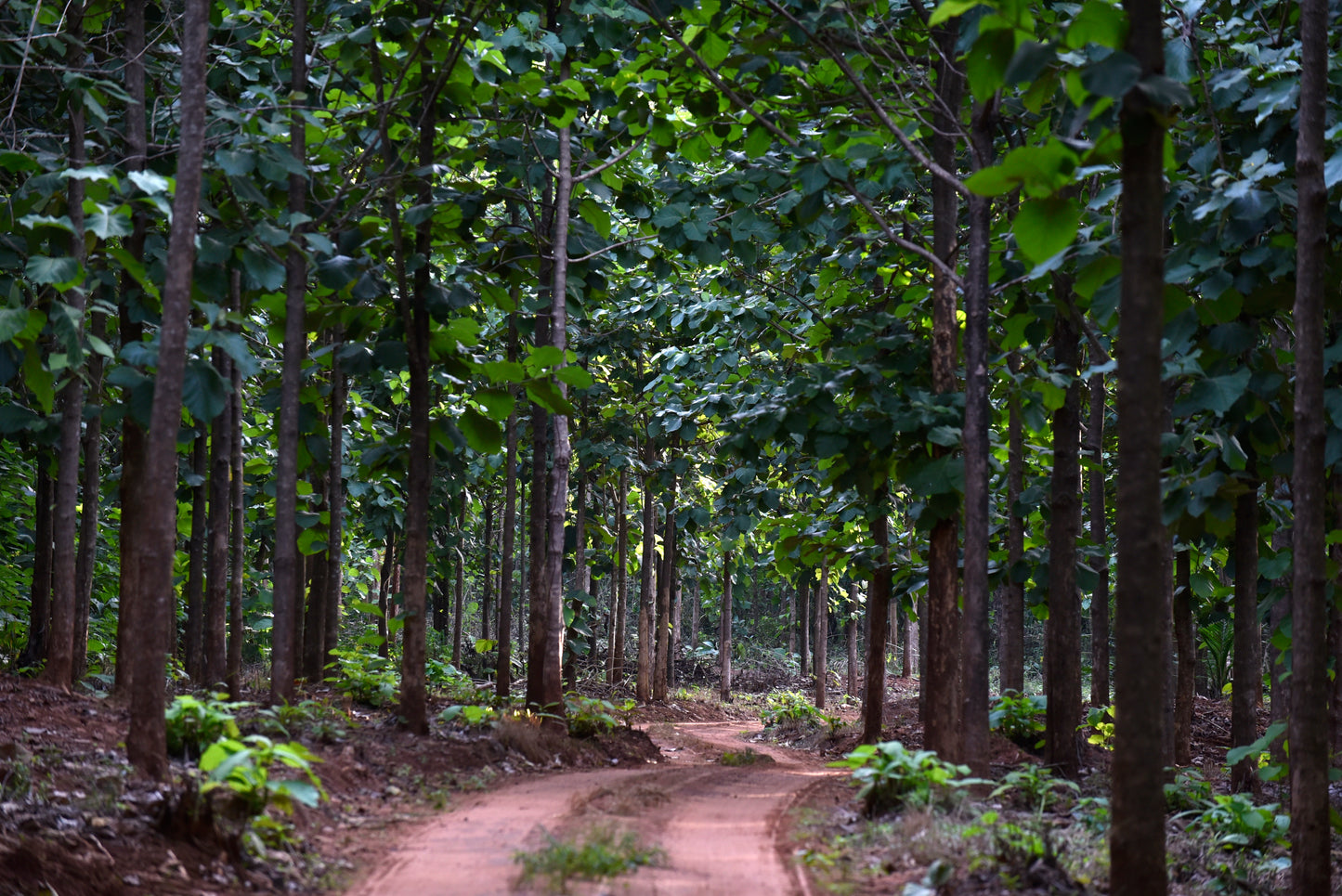 Nature-based Removals