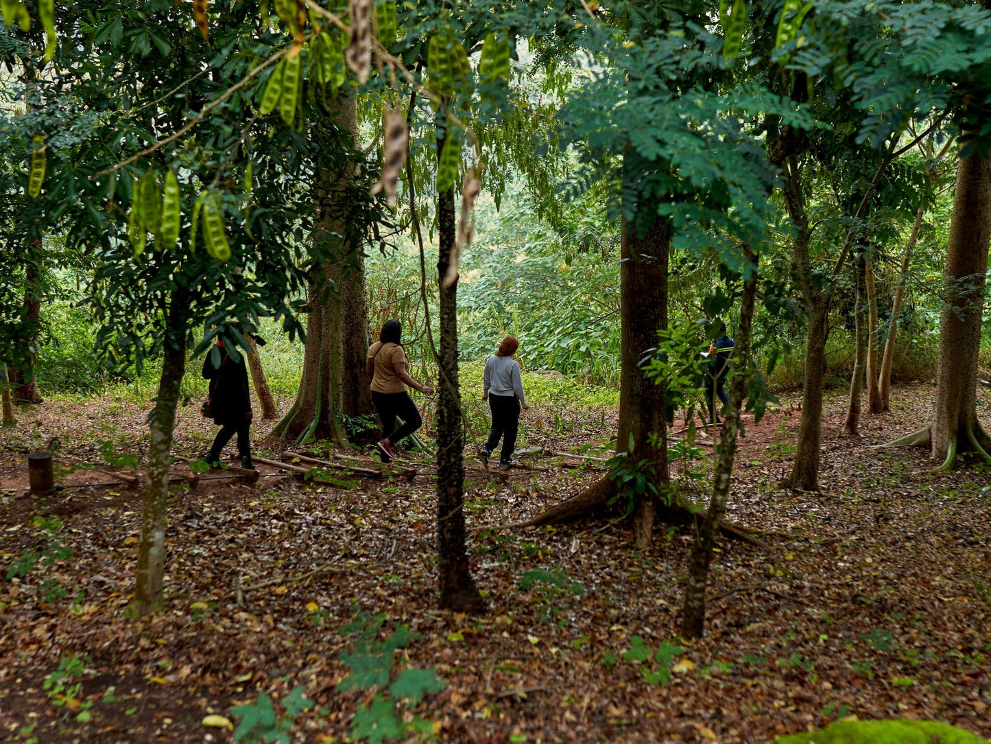 Nature-based Removals