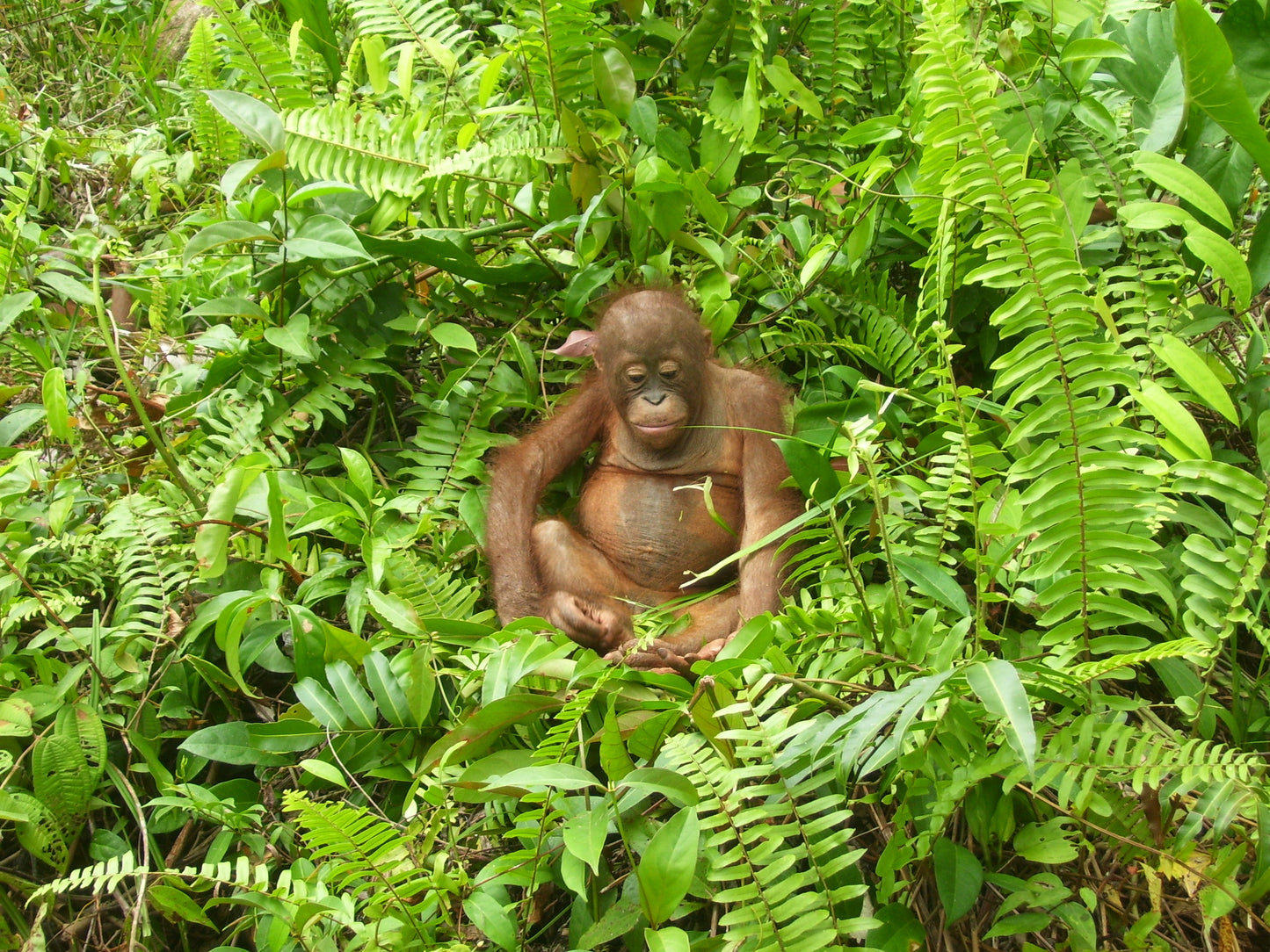 Biodiversity Conservation
