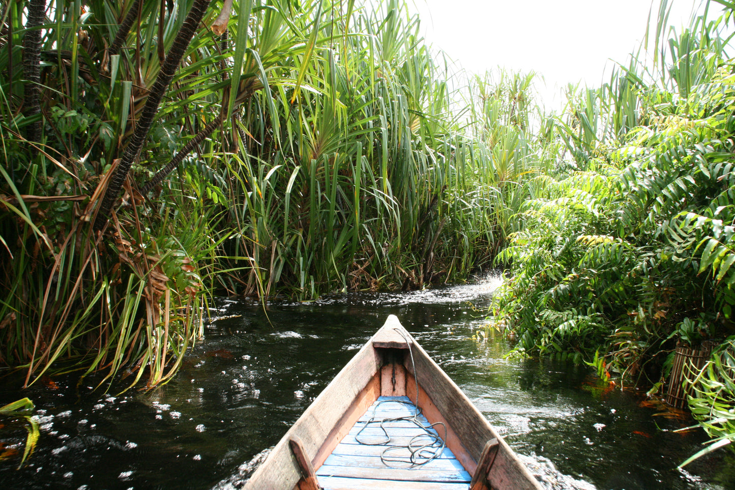 Biodiversity Conservation