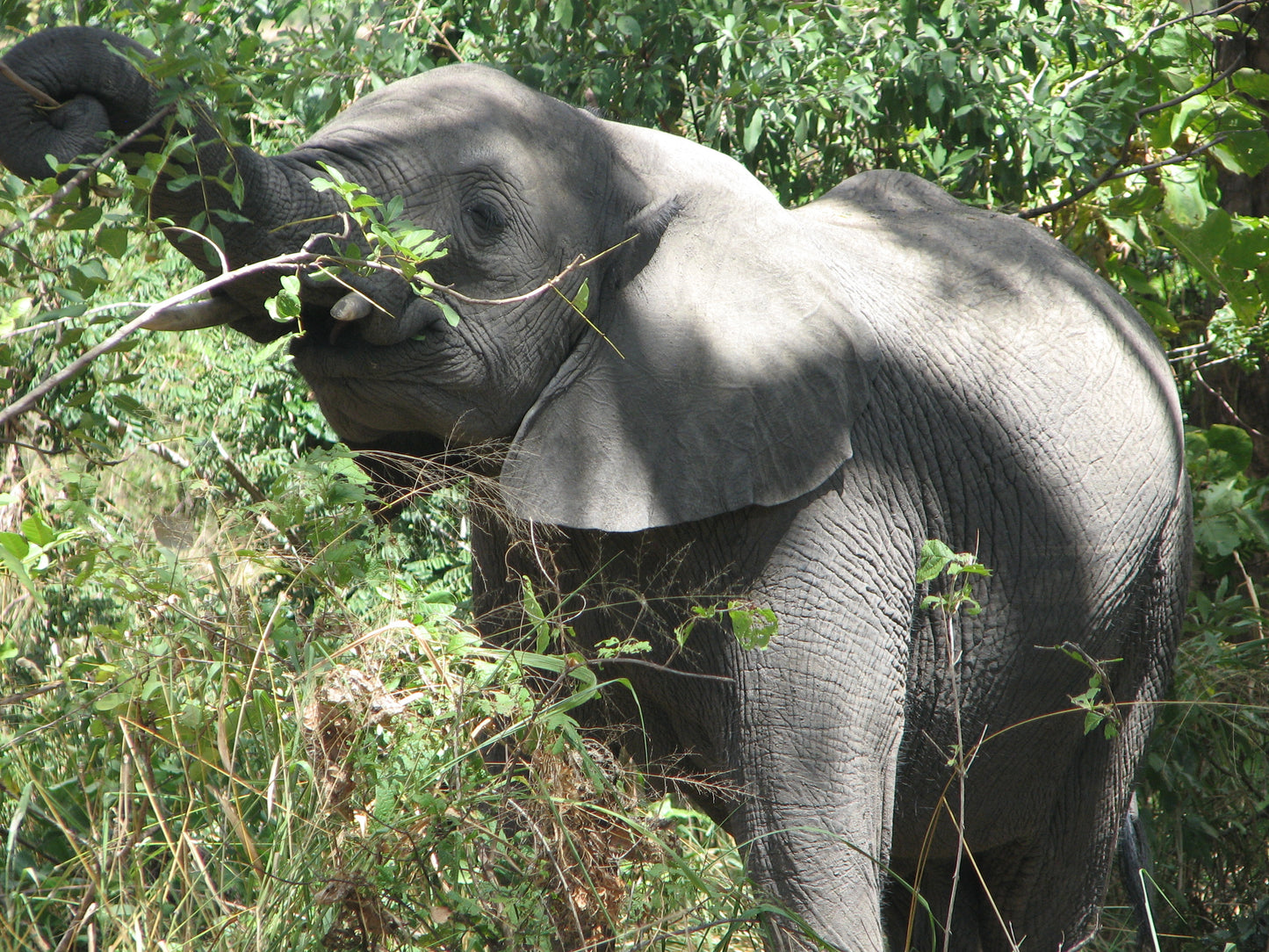 Biodiversity Conservation