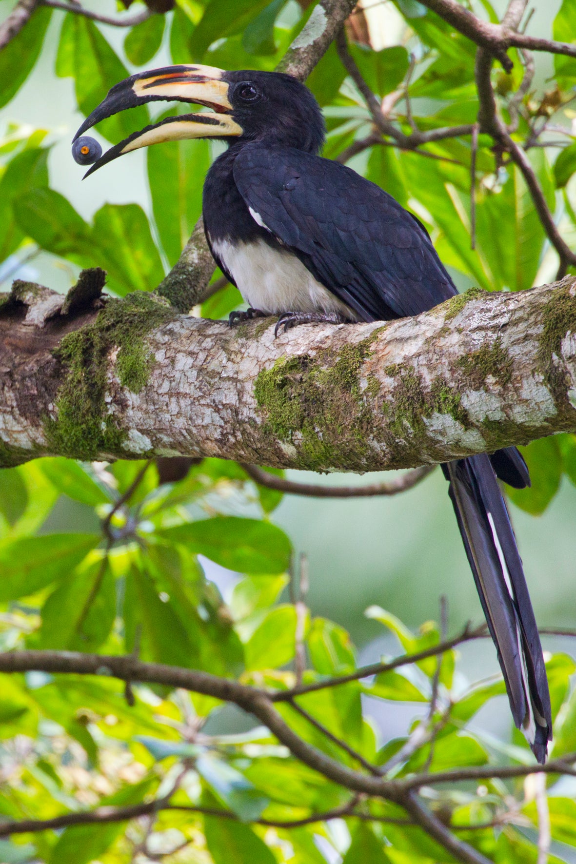Biodiversity Conservation