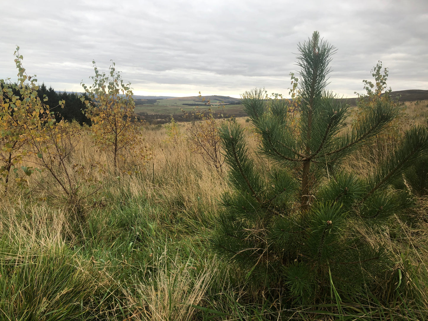 UK Nature Restoration
