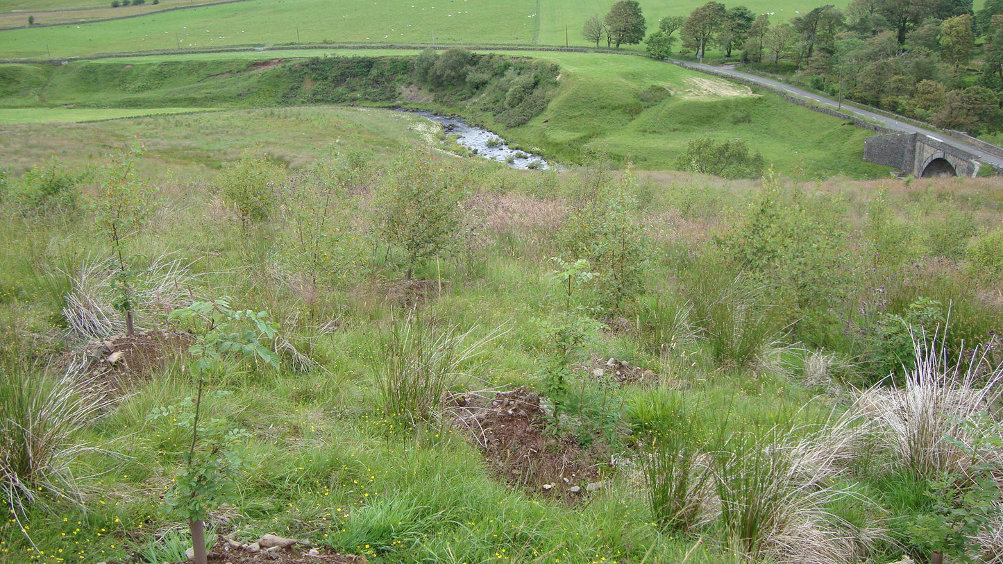 UK Nature Restoration