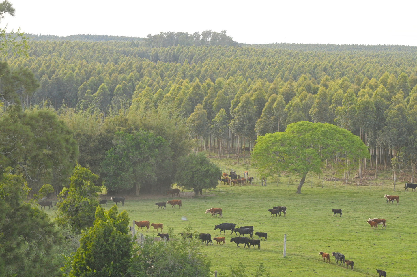 Nature-based Removals